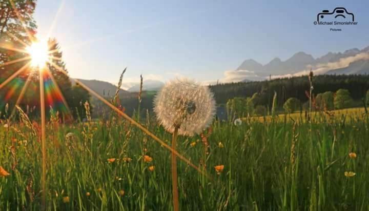 Ferienwohnung Biobauernhof Brandlhof Ramsau am Dachstein Exterior foto