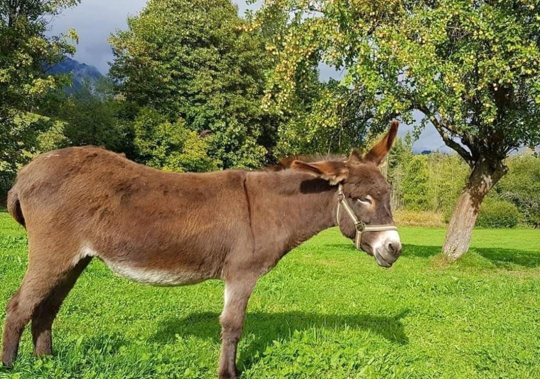 Ferienwohnung Biobauernhof Brandlhof Ramsau am Dachstein Exterior foto