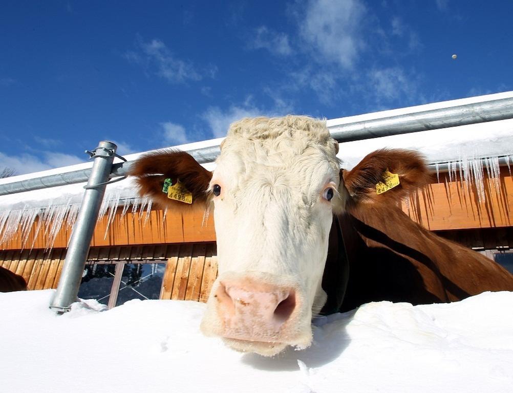 Ferienwohnung Biobauernhof Brandlhof Ramsau am Dachstein Exterior foto